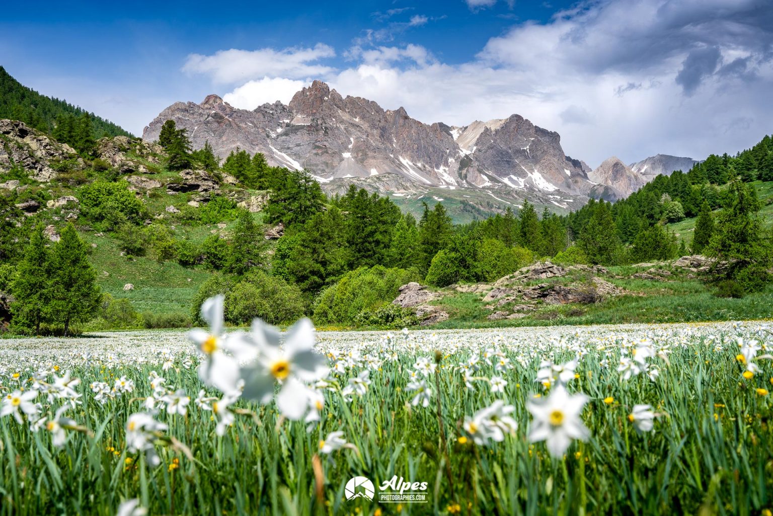 Champs de narcisses dans la vallée de la clarée